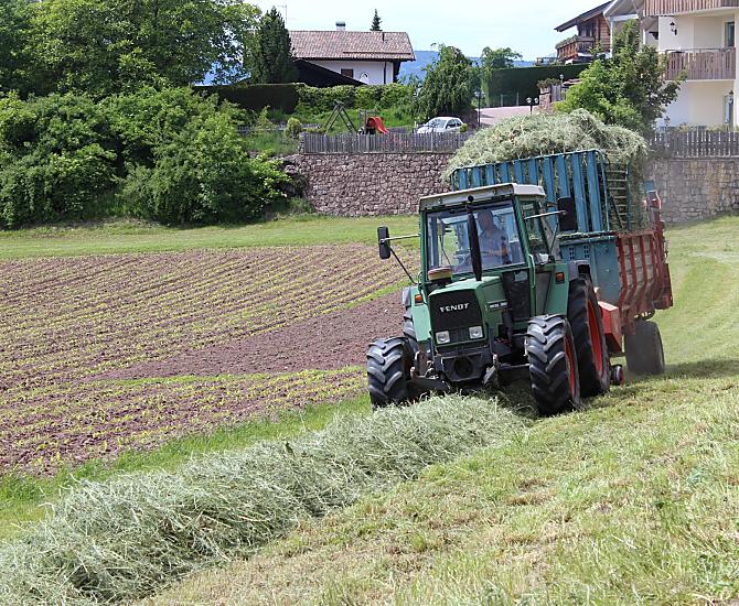 Senosec na Wieserhofu a v pozadí výhonky mladých kukuric a naše bramborište.