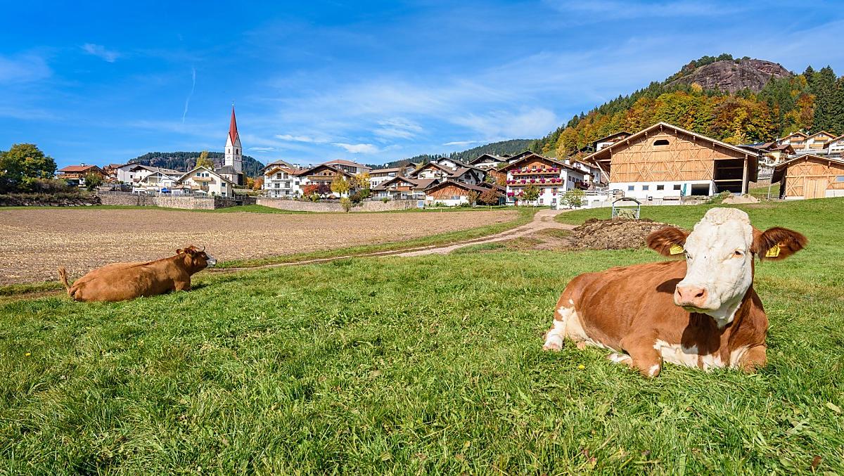 Na podzim sháníme naše zvírata z letního útocište na alpských pastvinách zpet domu.