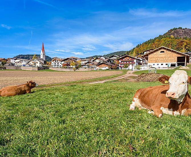 Na podzim sháníme naše zvírata z letního útocište na alpských pastvinách zpet domu.