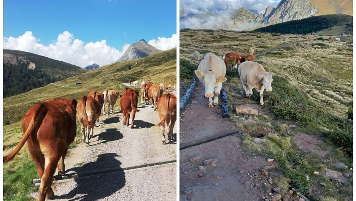 Vyhánení našich zvírat na horské pastviny a shánení zpet do údolí