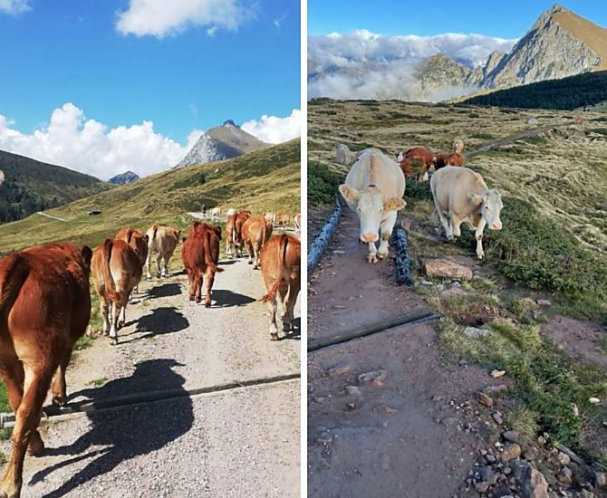 Vyhánení našich zvírat na horské pastviny a shánení zpet do údolí