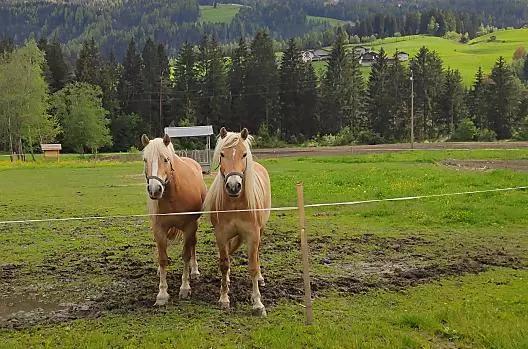 Nestlhof - Seznam Photo