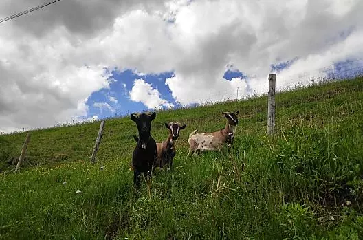 Nestlhof - Seznam Photo