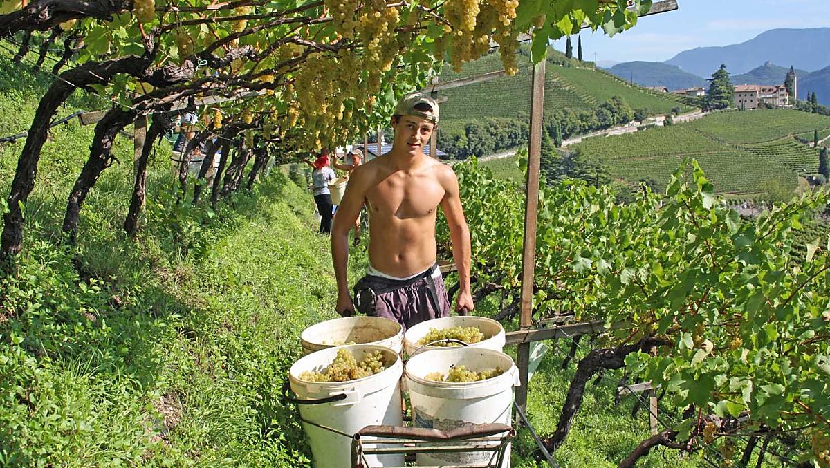 Sklizen Chardonnay