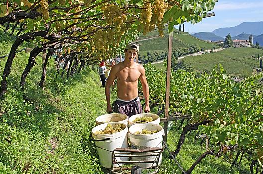 Sklizen Chardonnay