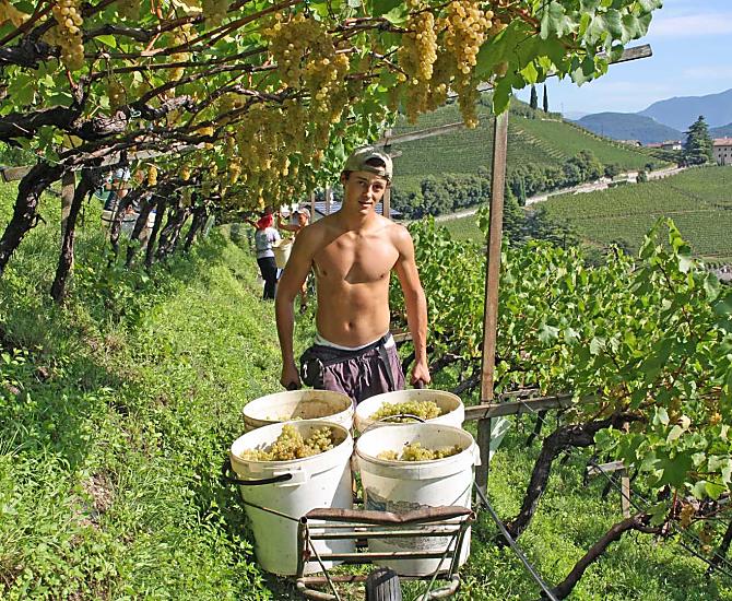 Sklizen Chardonnay