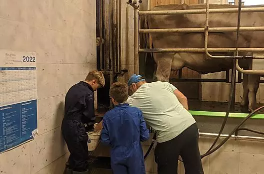 Pomoc při dojení.