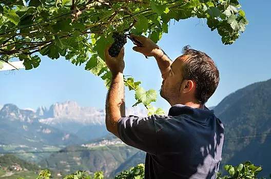 Georg pri vinobraní, za nádherného podzimního pocasí a ve snové horské kulise (v pozadí Rosengarten).