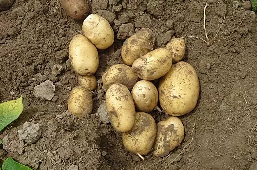 Brambory
