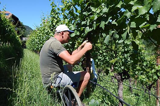 Farmář Georg je v létě zaneprázdněn péčí o listí na vinici. Má někdo chuť podat pomocnou ruku?.