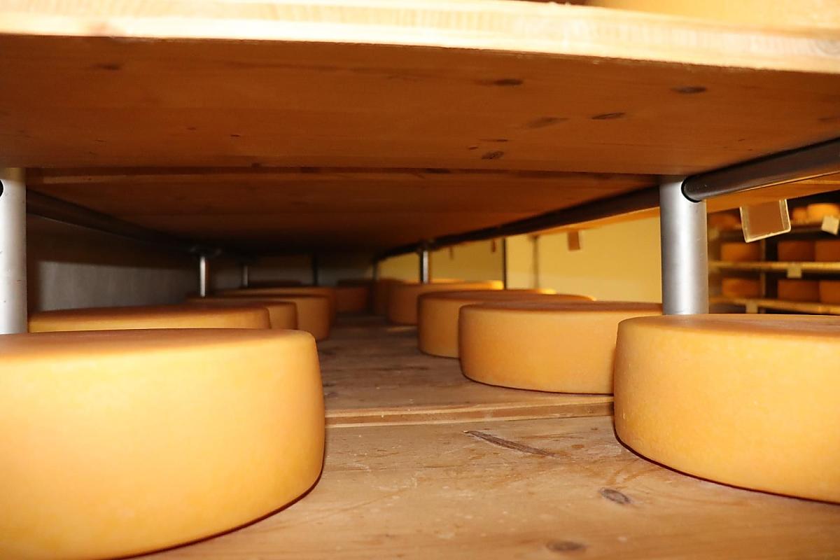 Verse, zachte en belegen kazen rijpen op houten planken