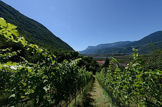 Vinice