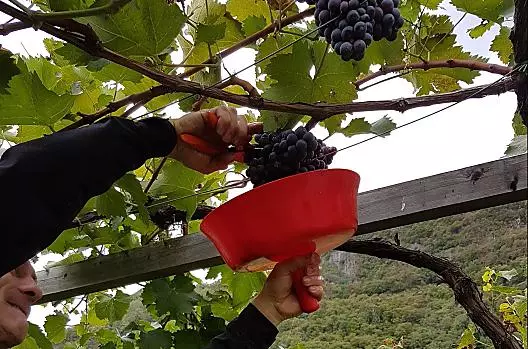 Sklizeň Vernatsch