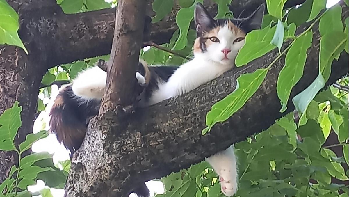 Nala, na ořešáku