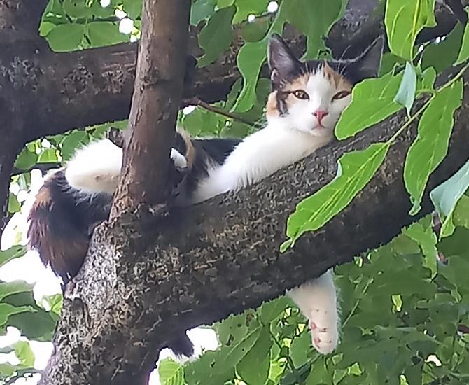 Nala, na ořešáku