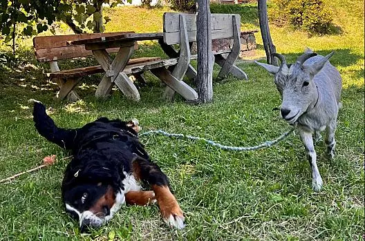 Farmářský pes Nelly a koza Mackie