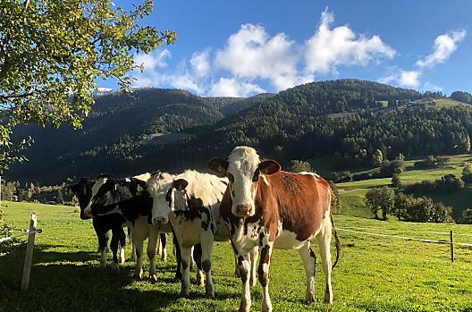 Leimgruberhof - Seznam Photo
