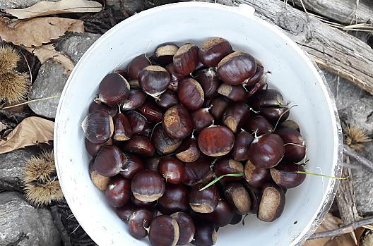 Nejlépe chutnají, když si je nasbíráte sami, jihotyrolské sladké kaštany z našeho vlastního pěstování.