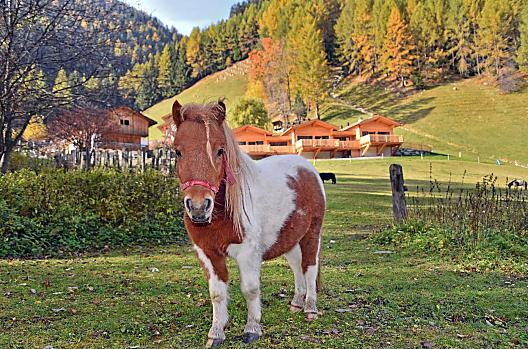 Leitnerhof - Seznam Photo