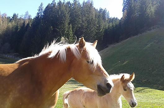 Parseidhof - Seznam Photo