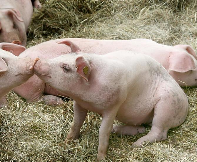 De varkens op de boerderij genieten van voldoende beweging