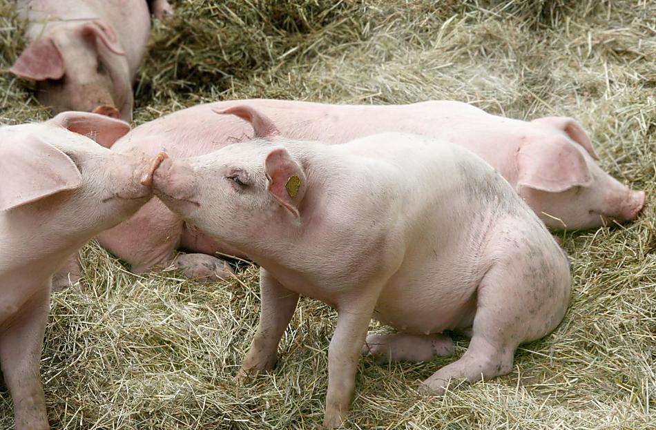 De varkens op de boerderij genieten van voldoende beweging