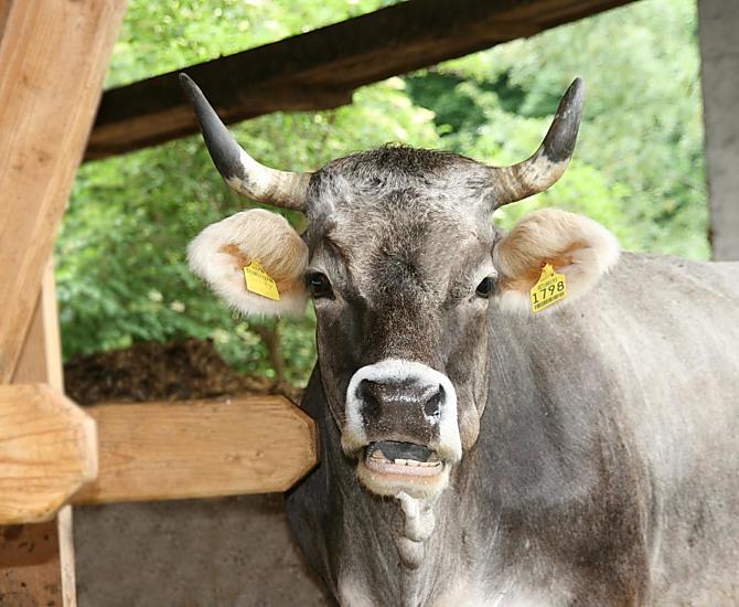 Op de boerderij leven koeien van het ras Grijze Runderen
