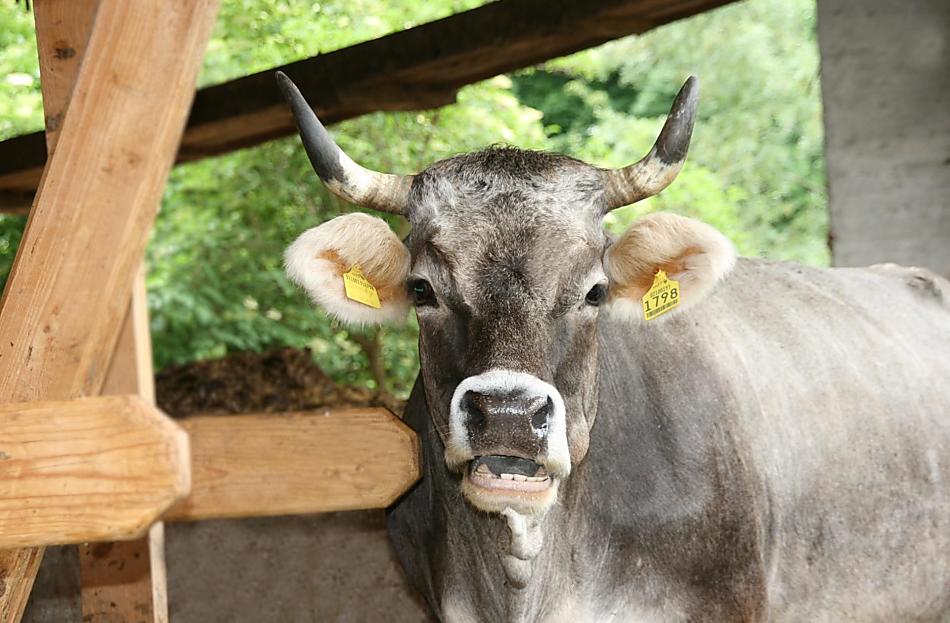 Op de boerderij leven koeien van het ras Grijze Runderen
