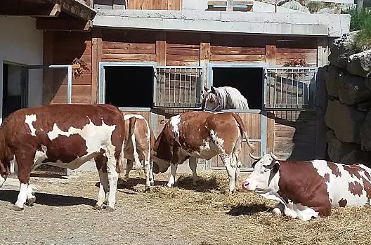 Tschurtschenthalerhof am Ort - Seznam Photo