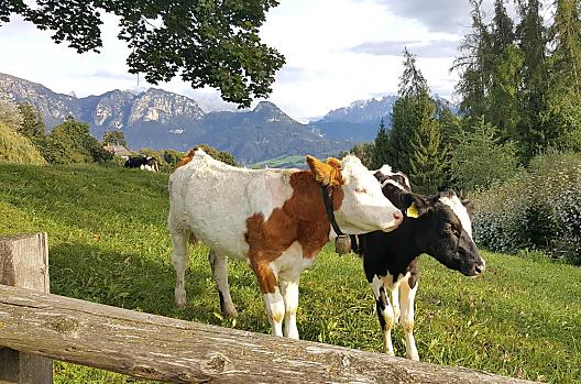 Naše zvířata se volně potulují na našich svěže zelených pastvinách, obklopených čerstvou trávou a čistým horským vzduchem.