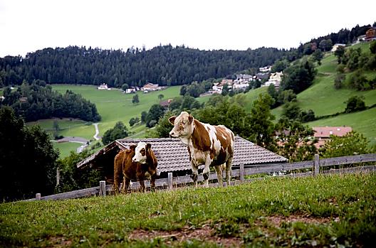 Parliflhof - Seznam Photo