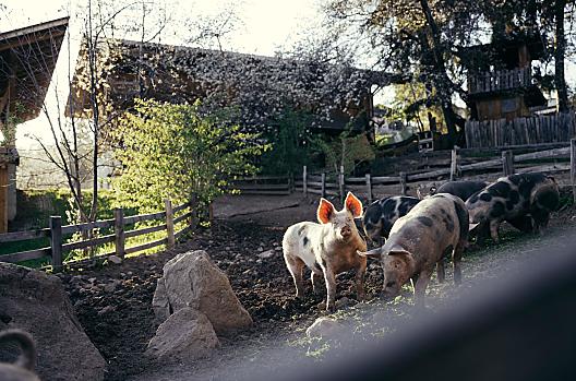 Obertimpflerhof - Seznam Photo