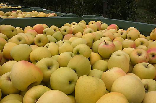 Sklizeň jablek odrůdy „Golden Delicious“