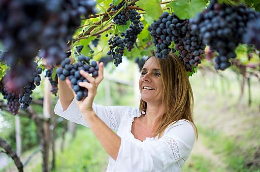 Vinobraní