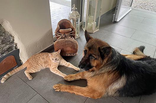 Charlie a Prinz – dva úžasní domácí mazlíčci, kteří zpříjemňují každodenní život.