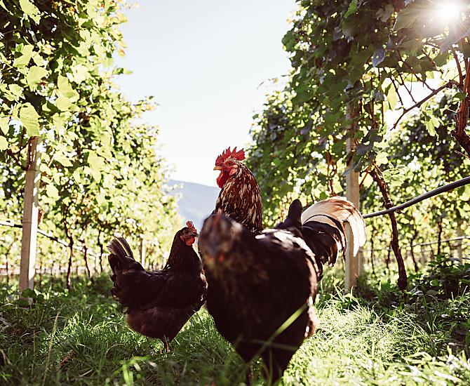 Weinhof Von Payr - Fotogalerie Photo