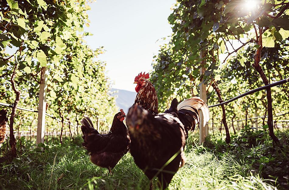 Weinhof Von Payr - Fotogalerie Photo