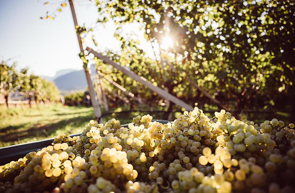 Weinhof Von Payr - Fotogalerie Photo