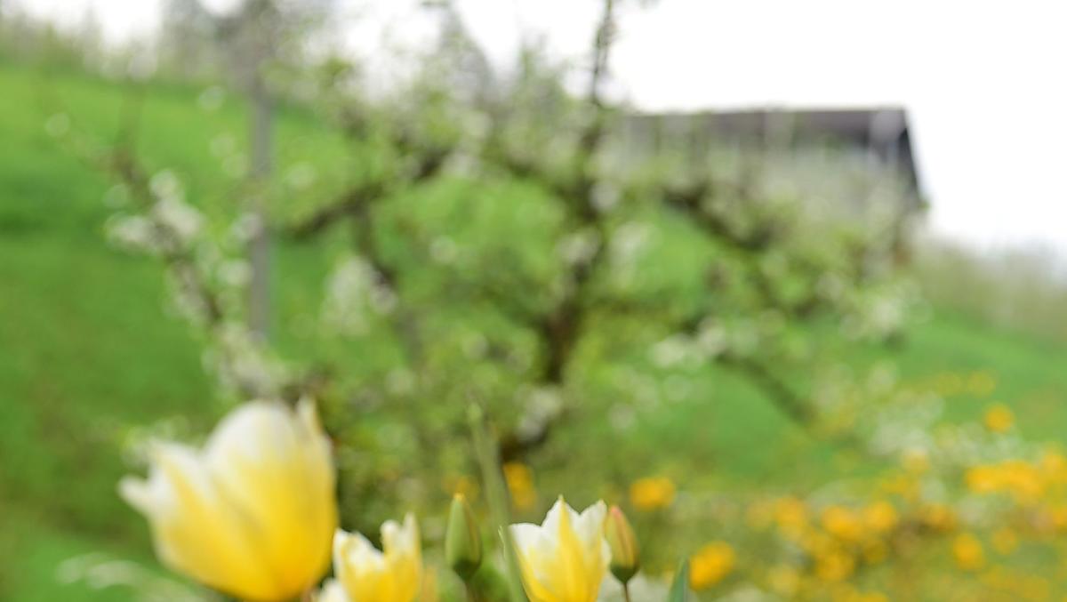 Oberlinterhof - Fotogalerie Photo