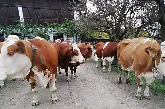 Naše krávy na ceste na pastvu na louce.