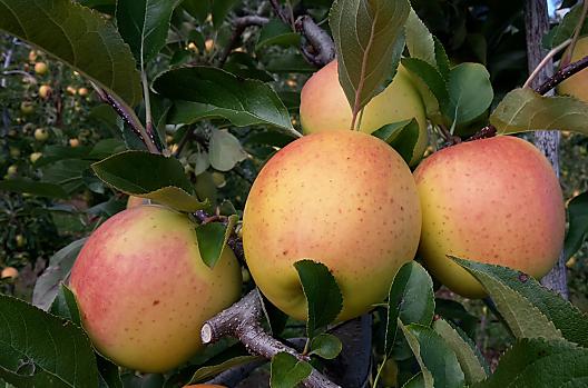 Náš Golden Delicious