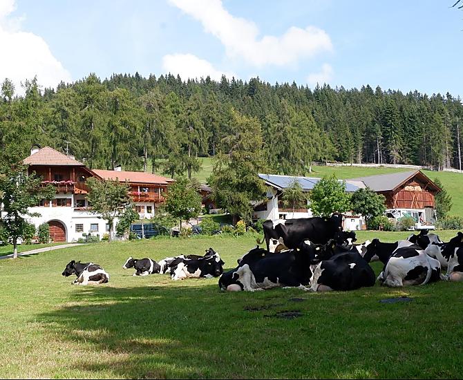 Dojnice na pastvě