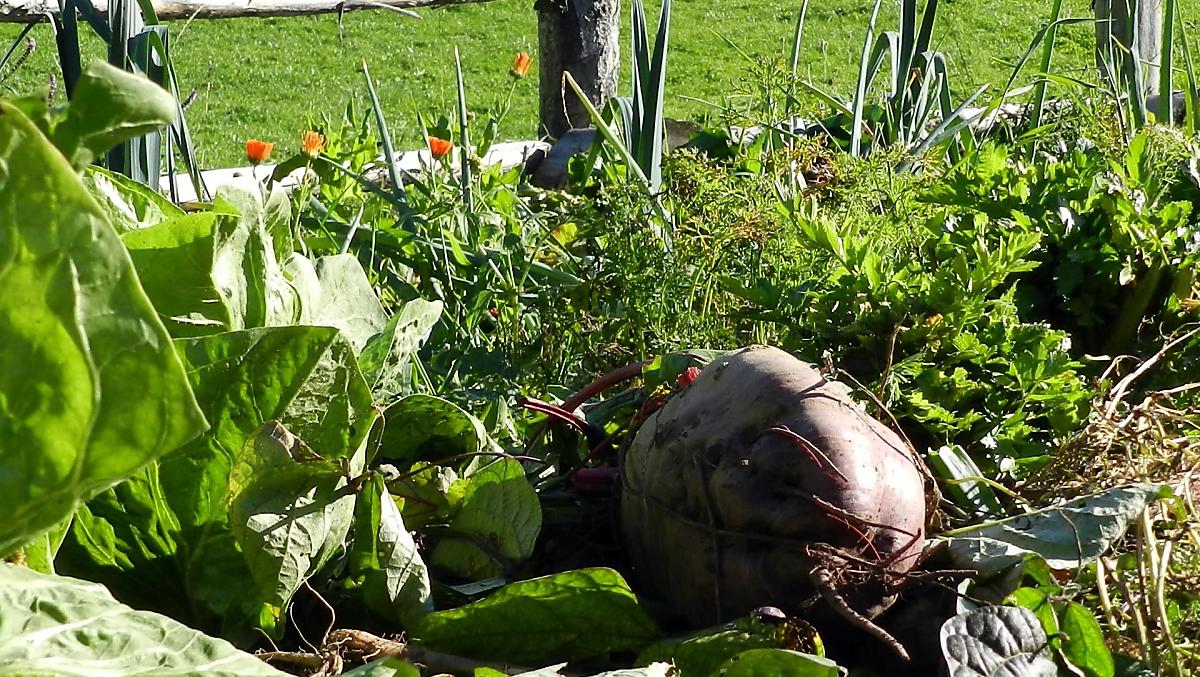 Farma zahrada s čerstvými saláty, zeleninou a bobulemi