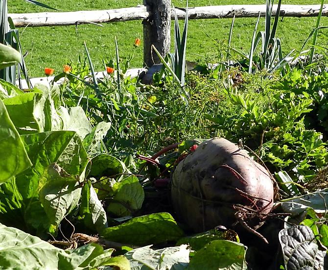 Farma zahrada s čerstvými saláty, zeleninou a bobulemi