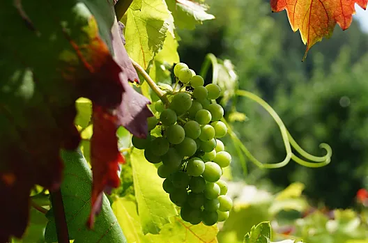 Staré víno Modrý portugal provází Grumserhof již desítky let.