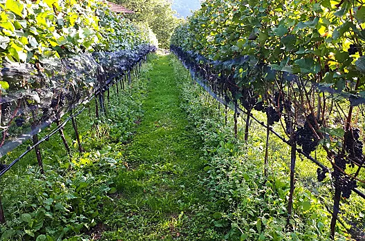 Rienznerhof - Seznam Photo