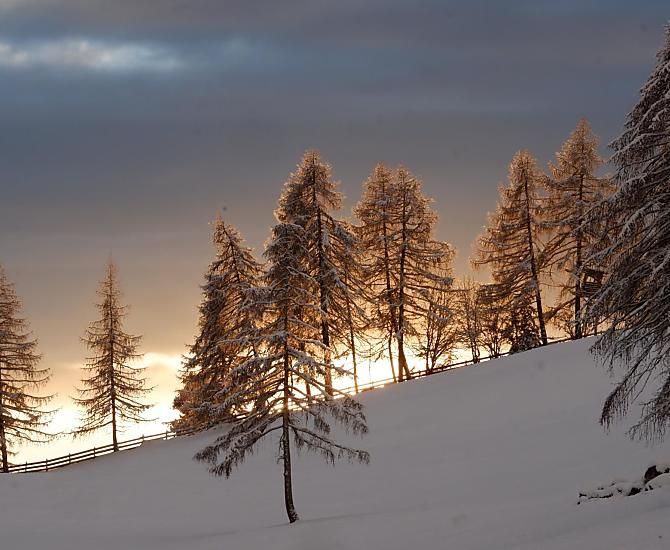 Wolfhof - Fotogalerie Photo