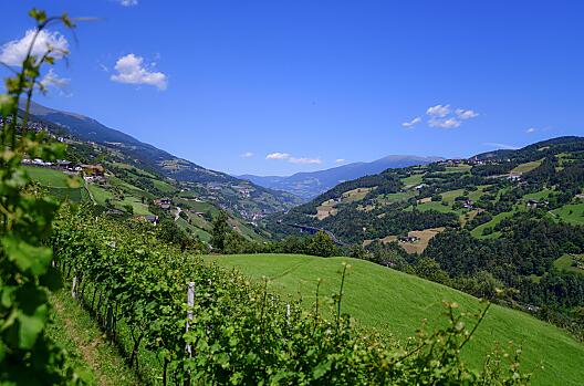 Naše vinice