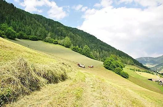 Naše pole