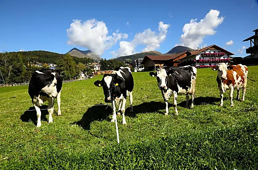 Beigarterhof - Seznam Photo